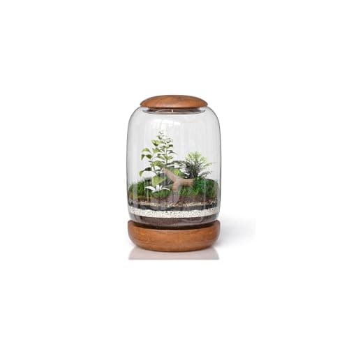 NoctisCorvus Glass Terrarium, Wood lid and Base, 8.7" x 6.3" | Wood lid and base, clear soda-lime glass