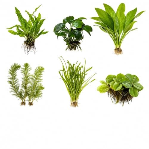Canton Aquatics Assorted Mixed Plant Bundle