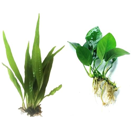 Java Fern and Anubias Aquarium Plant Bundle - Live Freshwater Plants for Aquascaping, Low Maintenance, Easy Beginner Friendly Decor for Fish Tank