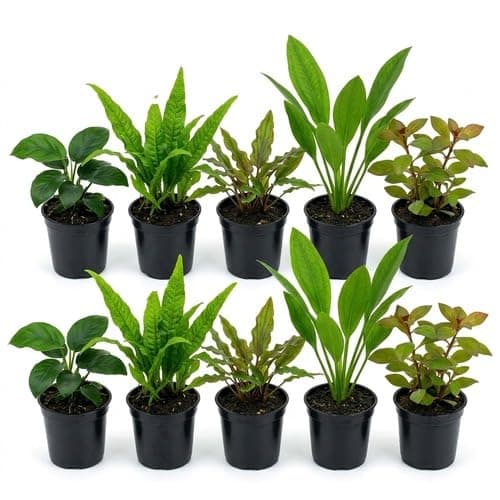 10 Assorted Potted Live Freshwater Aquarium Plants Bundle for Beginners