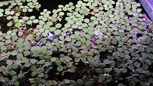 Best Cheap Aquarium Plants That Grow Fast for Every Budget in 2026: Ranked by Price & Performance