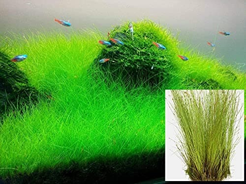 Dwarf Hairgrass – Highly Sought After Foreground (Carpeting) Live Aquarium Plant, 1 Bundle (Bunch) 2-3 in. Great for Betta, Guppy, Cherry Shrimp, Barbs, Platys etc etc! BUY2GET1FREE Deal!