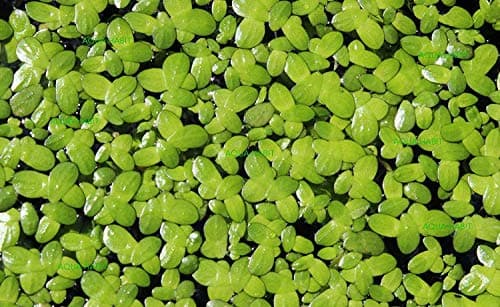 200 Live Duckweed Plants (Lemina Minor) by DBDPet | Live Arrival Guaranteed