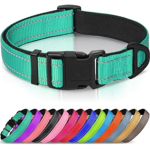 8 Best Dog Collars in 2026 — Safer, More Comfortable Picks for Every Walk