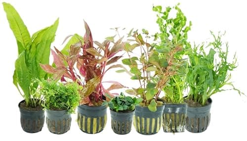 8 Best Aquarium Plants for Beginners in 2026 — Low-Maintenance Picks That Help New Tanks Thrive